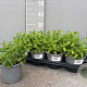 Mentha spicata 'Moroccan' P14
