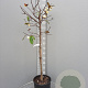 Michelia figo 70 cm stam container 8-10