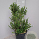 Myrtus communis tarentina 40-50 cm 7,5L