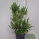 Myrtus communis tarentina 40-50 cm 7,5L