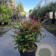 Nandina d. Obsessed 40-50 cm 25L