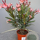 Nerium oleander 30-40 cm 3,0L