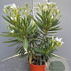 Nerium oleander 30-40 cm 3,0L
