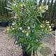 Nerium oleander 80-100 cm 10L
