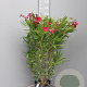 Nerium oleander 80-100 cm 10L