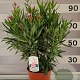 Nerium oleander 80-100 cm 10L