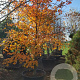 Nyssa sylvatica 350-400 cm container solitair 2-3 tak