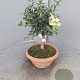 Olea europaea 50 cm C8