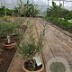 Olea europaea 50 cm C8