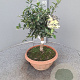 Olea europaea 50 cm C8