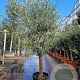 Olea europaea 50 cm container 30-35