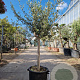 Olea europaea 80 cm stam container 16-18 lei 120x120