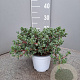 Osmanthus delavayi P14