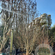 Parrotia persica 300-350 cm container solitair meerstammig