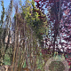 Parrotia persica 400-450 cm container meerstammig
