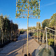 Photinia fraseri 'Red Robin' 220 cm stam container 12-14