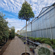 Photinia fraseri 'Red Robin' 220 cm stam container 16-18