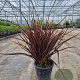 Phormium tenax 'Purpureum' 40-60 cm 6L