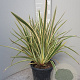 Phormium tenax 'Variegatum' 40-60 cm 7L