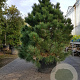 Pinus nigra 250-300 cm cont. 230L