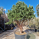Pinus sylv. 'Watereri' 200-250 cm cont. 230L paraplu