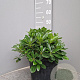 Pittosporum tob. 'Nanum' 20-30 cm 7,5L