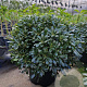 Pittosporum tob. 'Nanum' 40-50 cm 25L