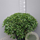 Pittosporum tob. 'Nanum' 40-50 cm 25L
