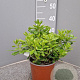 Pittosporum tob. 'Nanum' 3,0L