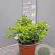 Pittosporum tob. 'Nanum' 3,0L