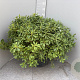 Pittosporum tob. 'Nanum' GM 25L