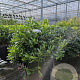 Pittosporum tob. 'Nanum' GM 45L