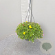 Portulacca umbraticola GM C6L
