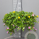 Portulacca umbraticola GM C6L