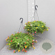 Portulacca umbraticola GM C6L