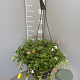 Portulacca umbraticola GM C6L
