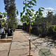 Prunus a. 'Kordia' halfstam 7,5L
