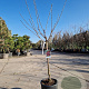 Prunus a. 'Hedelfinger' 60 cm stam container 6-8