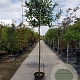 Prunus l. 'Caucasica' 200 cm stam container 14-16 hoge lei