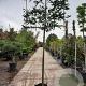 Prunus l. 'Caucasica' 200 cm stam container 14-16 hoge lei