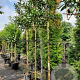 Prunus l. 'Caucasica' 200 cm stam container 16-18 leiboom