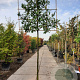 Prunus l. 'Caucasica' 200 cm stam container 16-18 leiboom