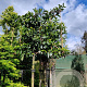 Prunus l. 'Novita' 180 cm stam container 14-16