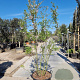 Prunus subh. 'Autumnalis' 200-250 cm container meerstammig extra
