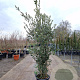 Quercus ilex 200-250 cm 30L