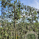Quercus ilex 200 cm stam container 8-10 lei 150x120