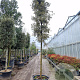 Quercus ilex 200 cm stam container 20-25 leiboom