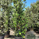 Quercus ilex 200 cm stam container 25-30