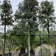 Quercus ilex 200 cm stam container 35-40