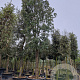 Quercus ilex 200 cm stam container 45-50